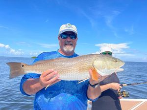 Magnificent Red Drum Hot Spot Fort Myers Florida 